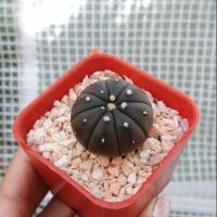 ราคา แอสโตรไฟตัม ผิวสีม่วง Astrophytum nudum (2642527291)