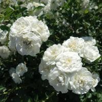 ราคา 20 เมล็ด กุหลาบ อังกฤษ พันธุ์เลื้อย สีขาว กุหลาบจิ๋ว Rose seeds (3693988302)