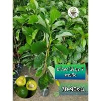 ราคา ต้นอโวคาโด้ อะโวคาโด้พันธุ์บูท 7 (Booth-7) สูง1เมตร ทาบกิ่ง (25517390031)