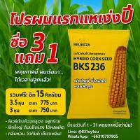 ราคา เมล็ดพันธุ์ข้าวโพดเลี้ยงสัตว์ bks236 ซื้อ2แถม1รวม15 กก. "จะตัดต้นขาย หรือขายฝัก ก็คุ้มทุกทาง!" (26755407552)