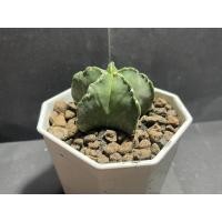 ราคา มาริโอแคคตัส (Astrophytum myriostigma ) (22381056418)