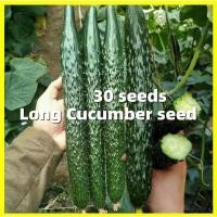 ราคา 30เมล็ด เมล็ดพันธุ์แตงกวา Japanese Cucumber Seeds Vegetable Seeds เมล็ดพันธุ์ แตงร้านอมตะ เมล็ดพันธุ์ผัก เมล็ดพันธ Plant (53210141163)