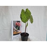 ราคา โมจิโต้❗️โคโลคาเซียโมจิโต้ colocasia mojito (15474455575)