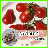 ราคา พร้อมส่ง ❗ รหัส 070 เมล็ดพันธุ์แท้ OP แท้ มะเขือเทศลูกแพร สีแดง - Red Pear Tomato พืชผักสวนครัว เมล็ดมะเขือเทศ (2936479766)