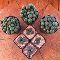 ราคา กระบองเพชร แคคตัส (Cactus) แอสโตรไฟตัม แอสทีเรียส (Astrophytum asterias) ไม้เพาะเมล็ด ลุ้นลายและสีดอก จัดส่งทั้งกระถาง (3704647735)