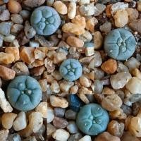 ราคา lophophora fricii yatagai ibo seeding (13618778088)