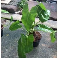 ราคา ฟิโลเดรนดรอน ไม้ฟอกอากาศ (10461924332)