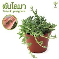ราคา ต้นโลมา ต้นปลาโลมา Senecio peregrinus ต้นไม้พร้อมกระถาง 2 นิ้ว ต้นไม้ขนาดเล็ก ต้นไม้คอนโด ต้นไม้ในห้อง (6904042598)