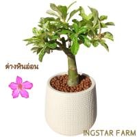 ราคา ต้นชวนชม สายพันธุ์ด่างหินอ่อน ชวนชมใบด่าง ส่งพร้อมกระถาง5นิ้ว มีจานรองในตัว (25985487251)