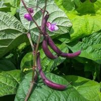 ราคา 10 เมล็ด ถั่วแขกสีม่วง สิรินธร เบอร์ 1 ถั่วแขก ถั่วม่วง Purple Queen Bush Bean Phaseolus vulgaris (42130139779)