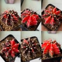 ราคา ยิมโนด่างไม้เมล็ด ยิมโนหัวสี [Lot3] กระบองเพชร จากเรือนแคคตัสสุราษฎร์ธานี (3154203864)