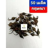 ราคา เมล็ด​พันธุ์​กฤษณา​ 50เมล็ด​ ต้นกฤษณา (7664679837)