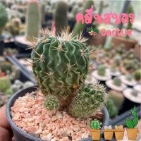 ราคา คลื่นสมอง Echinofossulocactus Multicostatus แคคตัส กระบองเพชร cactus คลื่นสมองแคคตัส (42719342257)