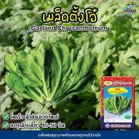 ราคา เมล็ดตั้งโอ๋ Garland Chrysanthemum เมล็ดพันธุ์ตั้งโอ๋ ตั้งโอ๋ เมล็ดพันธุ์ผัก เมล็ดผักสวนครัว ตราภูเขาทอง (3259053188)
