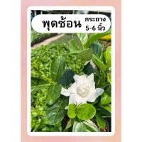 ราคา ต้นพุดซ้อน ต้นพุด ดอกสีขาว กลิ่นหอม เลี้ยงง่าย ไม้แดด กระถาง5-6นิ้ว (24072965986)