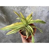 ราคา ลิ้นมังกรด่าง Sansevieria Kismayo ต้นใหญ่ (17637220768)