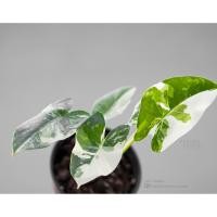 ราคา Alocasia macrorrhizos บอนกระดาดด่างขาว (4269986772)