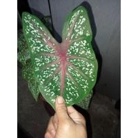 ราคา บอนสีนกกระทา สินค้าพร้อมส่ง (10465420035)