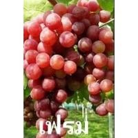 ราคา กิ่งพันธุ์องุ่น เฟรมซีดเลส สีแดงไร้เมล็ด ปลูกง่าย ลูกดก โตเร็ว (5452412368)