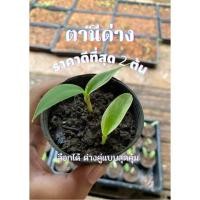 ราคา กล้วยตานีด่าง 2 ต้น ตานีด่างเพาะเมล็ด ลดราคาล้างสต็อก คัดเกรด (11458247957)