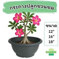 ราคา กระถางชวนชม อ่างบัว อ่างพลาสติก กาละมัง ขนาด 12" 16" 18" (28984129417)
