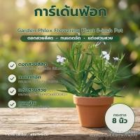 ราคา ต้นการ์เด้นฟลอกซ์ ดอกพวงสวย แดดจัด ไม้ประดับ กระถาง 8 นิ้ว Garden Phlox Flowering Plant 8-inch Pot (54815303809)