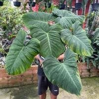 ราคา Philodendron El Choco Red (Philodendron rubrijuvenile) เป็นไม้ใบกำมะหยี่รูปหัวใจที่สวยงามและหายาก (19676785379)