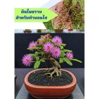 ราคา ต้นไมยราบ สำหรับทำบอนไซ ชุด 15 ต้น (56263218858)