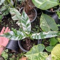ราคา กล้วยฟลอริด้าด่างจัเ Musa Florida banana variegated (21782935276)