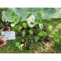 ราคา Colocasia lemon lime geckoส่งพร้อมกระถาง (12104037355)