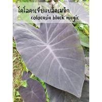 ราคา แบล็คเมจิก(black magic)โคโลคาเซีย แบล็คเมจิก ส่งแบบห่อตุ้มตัดใบ (10553402837)