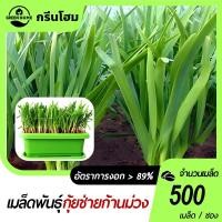 ราคา กุยช่ายจีนเมล็ดกุยช่าย 500 เมล็ดก้านสีม่วงงอกง่าย พุ่มใหญ่ ทานอร่อย (44450374104)