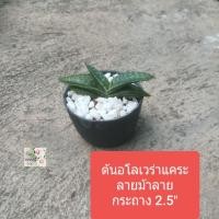 ราคา ต้นอโลเวร่าแคระ ลายจุดขาวม้าลายAloe Zebrina/cactus/succulentกระถาง 2.5"ลำต้นสีเขียวมีลายจุดขาวคล้ายลายม้าลายแตกเป็นกอ (25153947603)