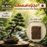 ราคา (ล็อต 29/05/69) เมล็ดสนดำญี่ปุ่น (Blackpine Seed) บอนไซ สนดำญี่ปุ่น บอนไซ (52361617740)
