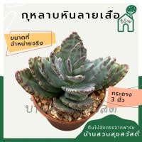 ราคา แคคตัส กุหลาบหินลายเสือ กระบองเพชร (13489821529)