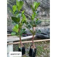 ราคา ต้นขนุนพันธุ์เพชรราชา (11465212152)