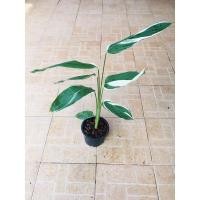ราคา สาคูด่างลายฟลอริดา Maranta arundinacea variegated (10831354922)