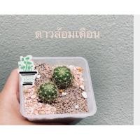 ราคา แคคตัสดาวล้อมเดือนEchinopsis (8768501182)