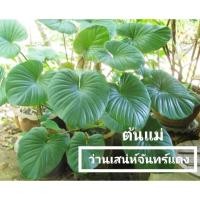 ราคา ว่าน เสน่ห์จันทร์แดง เสริม เมตตามหานิยม (8383391031)