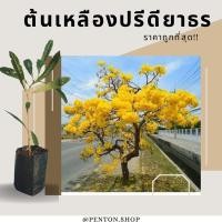 ราคา ต้นกล้าเหลืองปรีดียาธร ขั้นต่ำ6ต้นขึ้นคละพันธุ์ได้ค่ะ (16290568563)