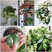 ราคา Epipremnum aureum(Marble Queen) พลูแอปเปิ้ล อิพิด่างขาว,อิพิด่างเหลือง (5955505843)
