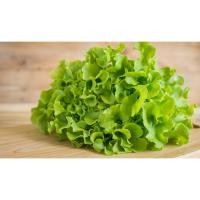 ราคา ผักสลัด กรีนโอ๊ค Green Oak Lettuce ต้นกล้าพร้อมปลูก กล้าละ 10 บาท (6690769325)