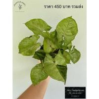 ราคา ‘ออมเงินด่าง’ Syngonium blod allusion กระถาง 8 นิ้ว กอใหญ่ มีหลายต้น (3070344631)