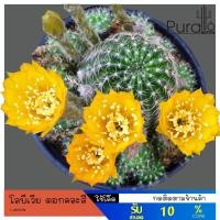ราคา ต้นกระบองเพชร โลบีเวีย Lobivia ดอกคละสี #กระบองเพชร #cactus #แคสตัส (7534595651)