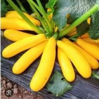 ราคา เมล็ดพันธุ์ซูกินีสีเหลือง บรรจุ10เมล็ด (56902384925)
