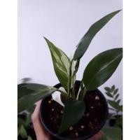 ราคา เดหลีด่าง Peace Lily Variegated (10627506420)