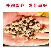 ราคา เมล็ดบัวทองอบแห้ง บัวแห้ง เมล็ดบัวแห้ง เมล็ดบัวแห้ง สี่ฤดูกาล ดอกปีนเขา ดอกบัวทองจีน แขวนเมล็ดบัวเงิน (28695374691)
