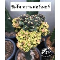 ราคา ยิมโน ยิมม่อน transformer ยิมม่อนส์ ทรานฟอเมอร์ ทานฟอเมอ กระบองเพชร แคคตัส cactus เมล็ดยิมด่าง ยิมด่าง ยิมโนด่าง (14585101450)