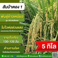 ราคา เมล็ดพันธุ์​ข้าว​ ข้าวเหนียว สันป่าตอง 1 นาปี นาปรัง ไม่ไวแสง ทนโรค ใบไหม้ ใบแห้ง 5 กก.คูลเกษตร KR22 (29432534701)