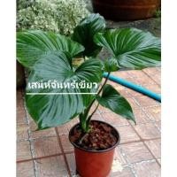 ราคา เสน่ห์จันทร์เขียว ว่านเสน่ห์จันทร์ (10319178523)